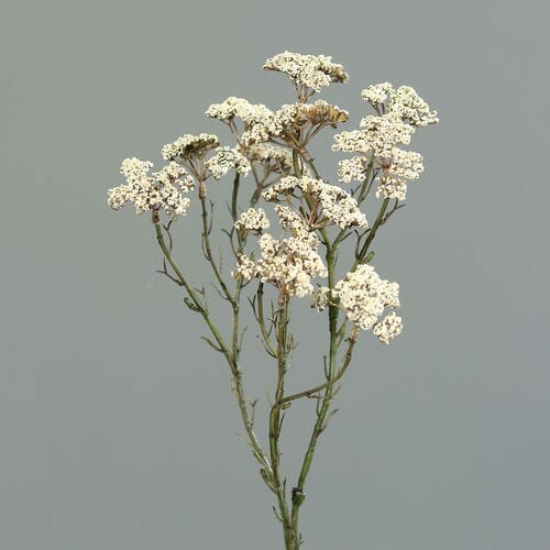 ED XL Artificial flower Dill, cream, 70cm|Ego Dekor