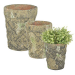 Flowerpot Moss 