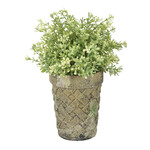 Flowerpot Moss 