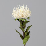 Protea flower, cream, 74cm|Ego Dekor