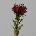 Protea flower, burgundy, 74cm|Ego Dekor